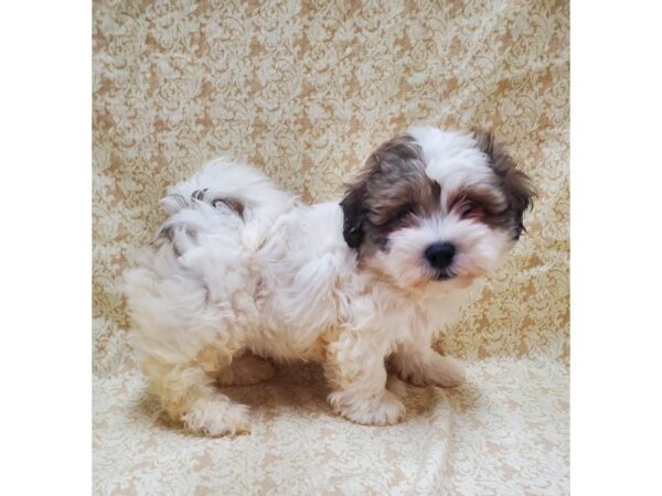 Teddy-DOG-Male-brown white-8544-Petland Rome, Georgia