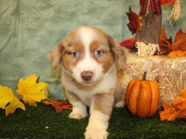 Miniature Australian Shepherd DOG Female RED MERLE 19066 Petland Rome, Georgia