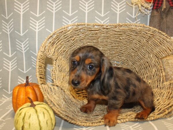 Dachshund DOG Female blue dapple 19060 Petland Rome, Georgia