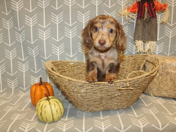 Dachshund DOG Male choc dapple 19059 Petland Rome, Georgia