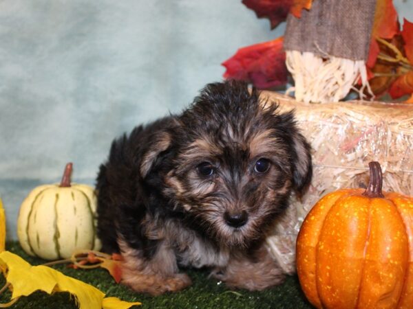 Yorkiepoo-DOG-Male-BLK TAN-19068-Petland Rome, Georgia