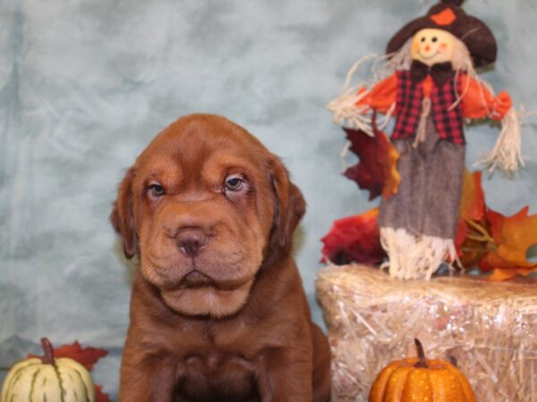 Mini Hippo-DOG-Male-RED-19067-Petland Rome, Georgia