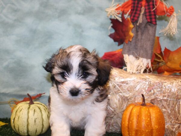 Teddy Bear DOG Female Brown & White 19072 Petland Rome, Georgia