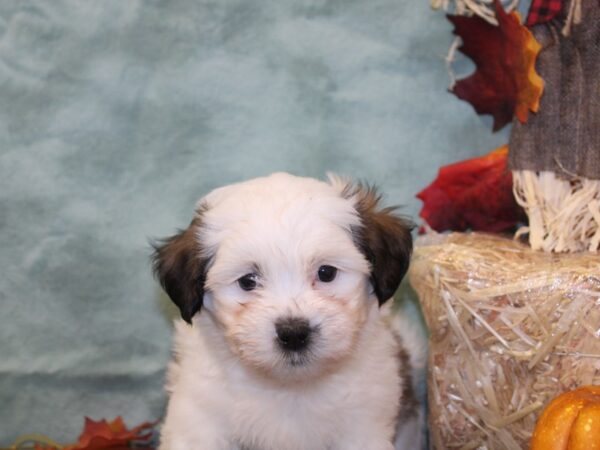 Teddy Bear DOG Male Brown & White 19071 Petland Rome, Georgia