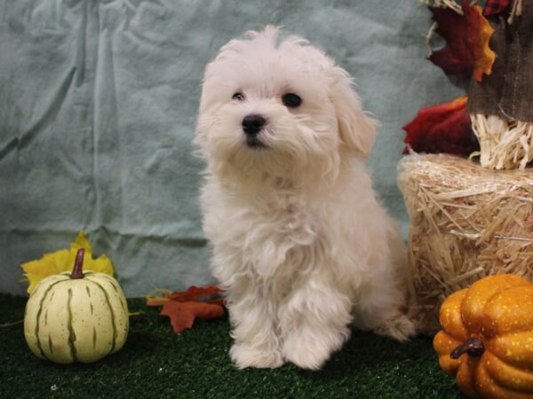 Maltese DOG Male White 19057 Petland Rome, Georgia