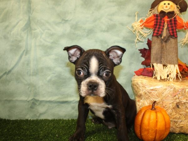 Boston Terrier DOG Male Black Brindle and White 19062 Petland Rome, Georgia