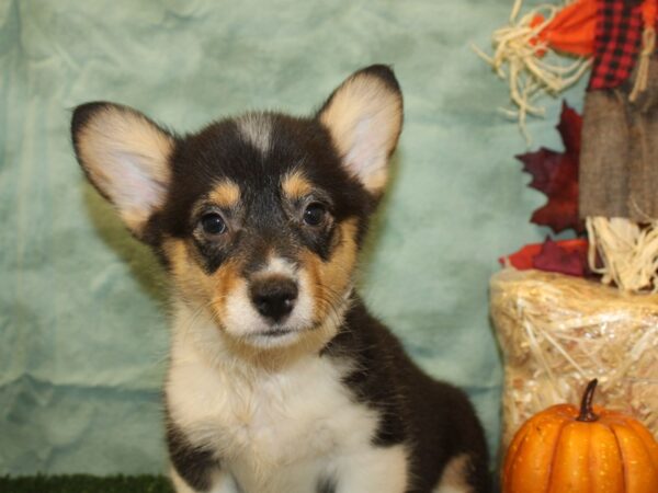 Pembroke Welsh Corgi DOG Male Black and Tan 19065 Petland Rome, Georgia