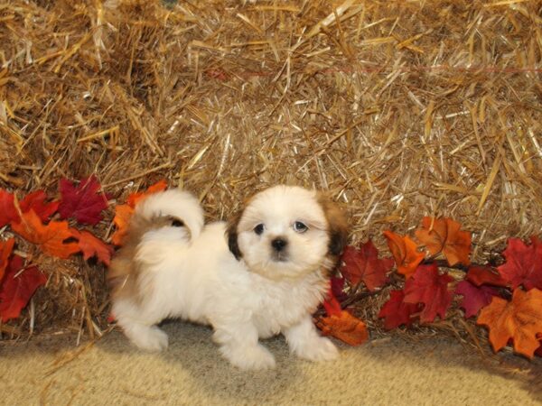 Shih Tzu DOG Female brown-white 19078 Petland Rome, Georgia