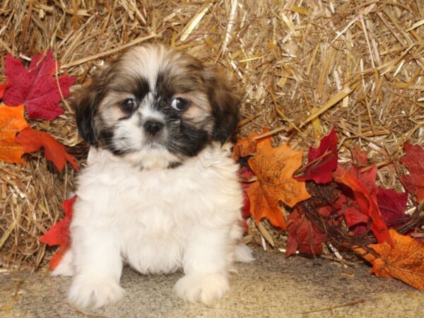 Shih Tzu DOG Male Brown / White 19077 Petland Rome, Georgia