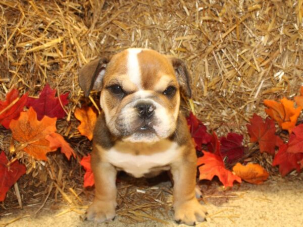 English Bulldog DOG Male Fawn and White 19074 Petland Rome, Georgia