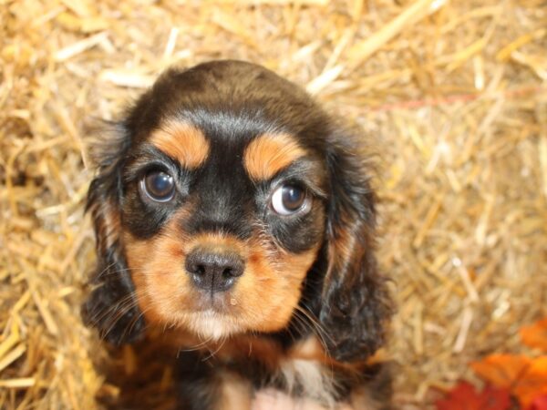 Cavalier King Charles Spaniel DOG Male Black and Tan 19075 Petland Rome, Georgia