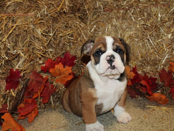 English Bulldog DOG Female Red and White 19073 Petland Rome, Georgia