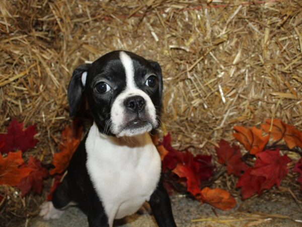 Boggle DOG Male Black and White 19076 Petland Rome, Georgia