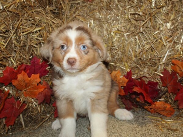 Miniature Australian Shepherd DOG Male RED MERLE 8573 Petland Rome, Georgia