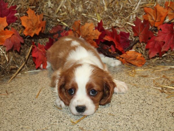 Cavalier King Charles Spaniel DOG Male BLENHEIM 8575 Petland Rome, Georgia