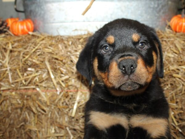 Rottweiler DOG Male Black Tan 8572 Petland Rome, Georgia