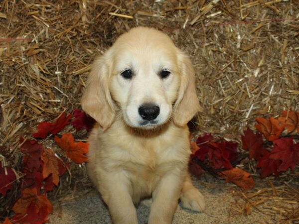 Golden Retriever DOG Female Light Golden 8571 Petland Rome, Georgia