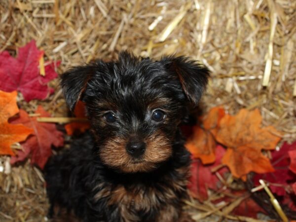 Yorkshire Terrier DOG Male Black and Tan 19081 Petland Rome, Georgia