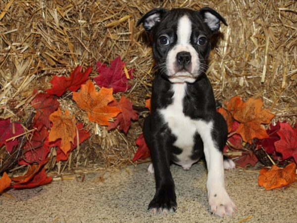 Boston Terrier DOG Male Black and White 19079 Petland Rome, Georgia