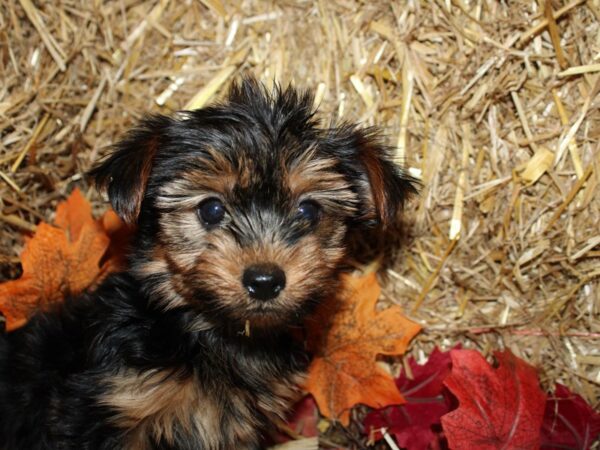 Yorkshire Terrier DOG Male Black and Tan 19082 Petland Rome, Georgia