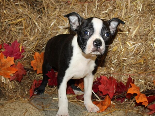 Boston Terrier DOG Male Black Brindle and White 19080 Petland Rome, Georgia