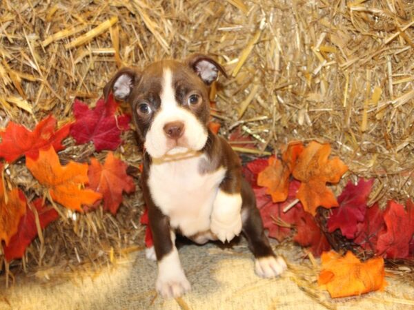 Boston Terrier DOG Female RED WHITE 8580 Petland Rome, Georgia