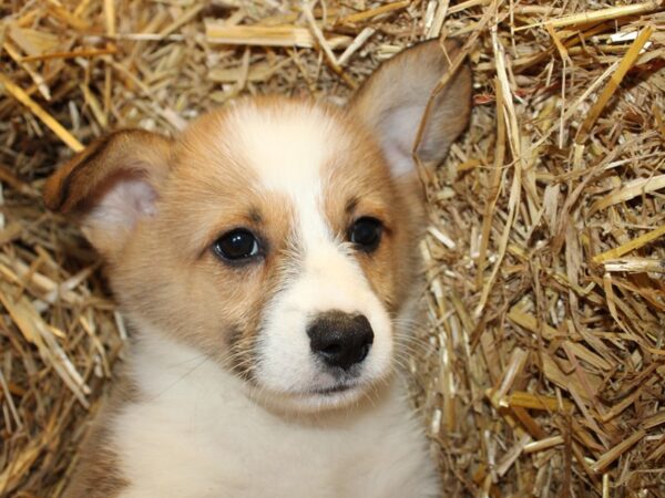 Pembroke Welsh Corgi DOG Male SABLE WHITE 8579 Petland Rome, Georgia