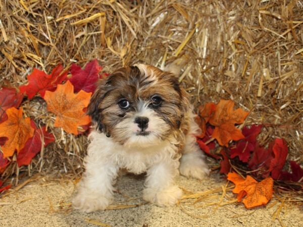 Schnauzer Tzu DOG Female BROWN WHITE 8577 Petland Rome, Georgia