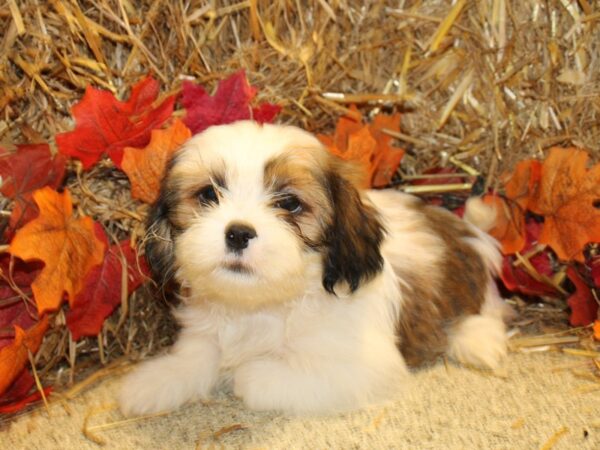 Shih Tzu DOG Male BROWN WH 8578 Petland Rome, Georgia