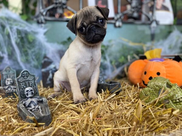 Pug DOG Female FAWN 8548 Petland Rome, Georgia