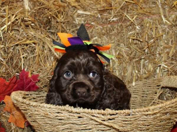 Cocker Spaniel DOG Male CHOC 19093 Petland Rome, Georgia