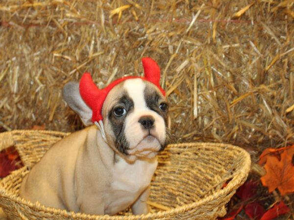 French Bulldog DOG Male FAWN WH 8585 Petland Rome, Georgia