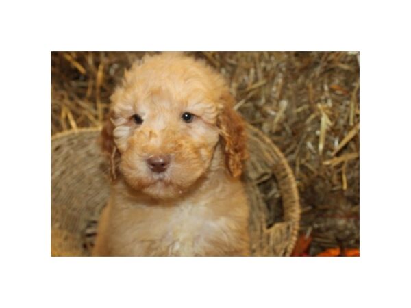 F2 ST Goldendoodle-DOG-Female-Cream-19089-Petland Rome, Georgia