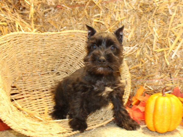 Miniature Schnauzer DOG Male Black 8582 Petland Rome, Georgia