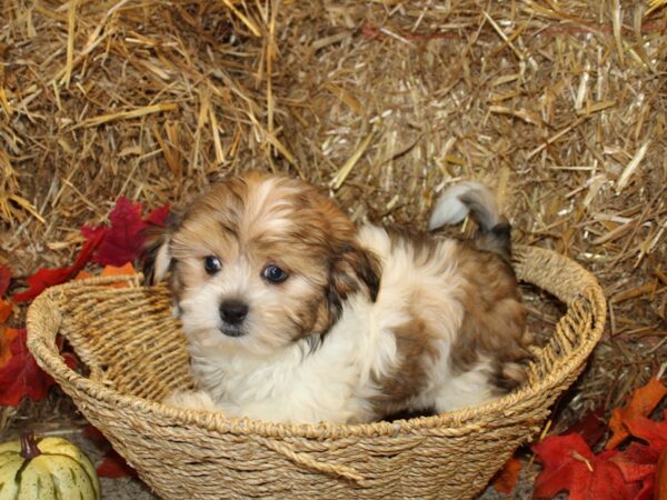 Maltese/Shih Tzu DOG Female Liver / White 8583 Petland Rome, Georgia