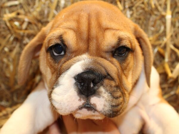 Beabull-DOG-Female-Red / White-8581-Petland Rome, Georgia