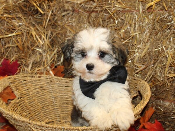 Havanese DOG Male Sable / White 19085 Petland Rome, Georgia