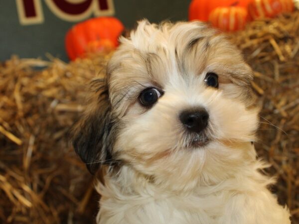 Marshmellow-DOG-Male-Liver / White-19087-Petland Rome, Georgia