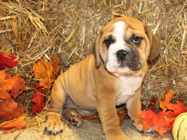 Bulldog/Bulldog-Beagle DOG Female Red / White 19086 Petland Rome, Georgia