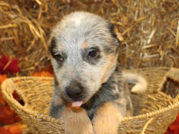 Australian Cattle Dog-DOG-Female-Blue-19083-Petland Rome, Georgia