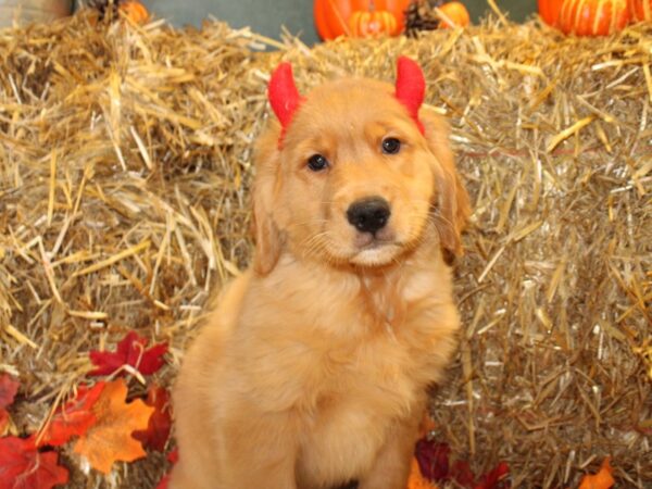 Golden Retriever DOG Male Cream 19084 Petland Rome, Georgia