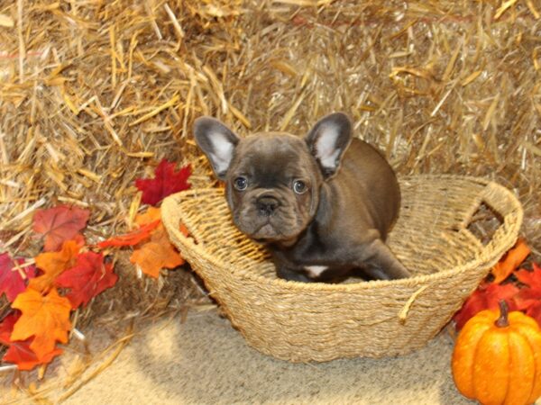 French Bulldog DOG Male Blue 19090 Petland Rome, Georgia