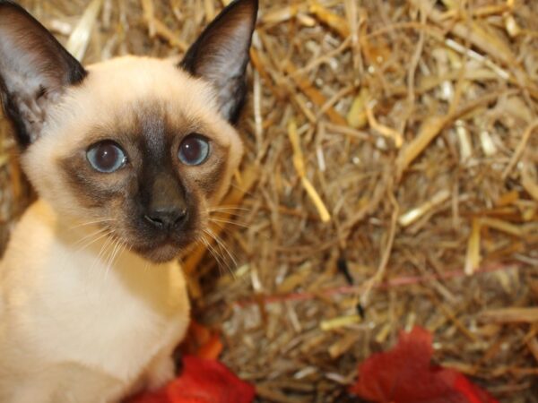 Siamese-CAT-Female-Seal Point-19092-Petland Rome, Georgia