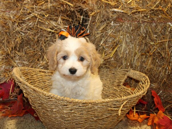 Cavachon DOG Female BLENHEIM 8587 Petland Rome, Georgia