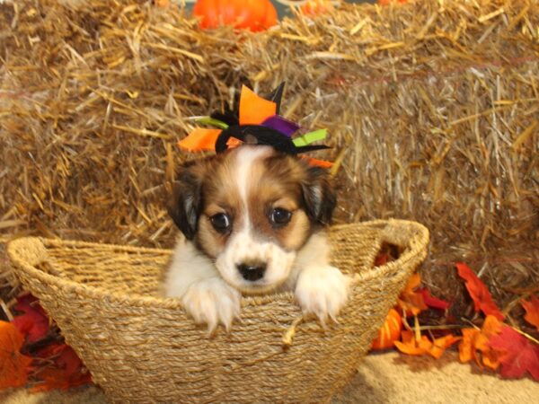 Pomachon-DOG-Female-SABLE WHITE-8588-Petland Rome, Georgia