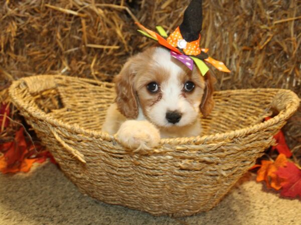 Cavachon DOG Female BLENHEIM 19094 Petland Rome, Georgia