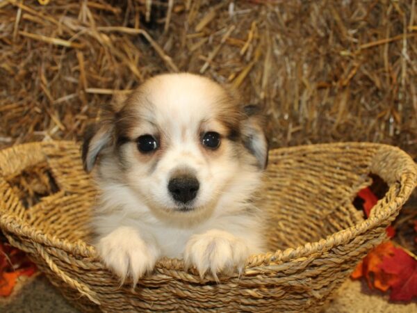 Pomachon-DOG-Male-SABLE WHITE-19095-Petland Rome, Georgia