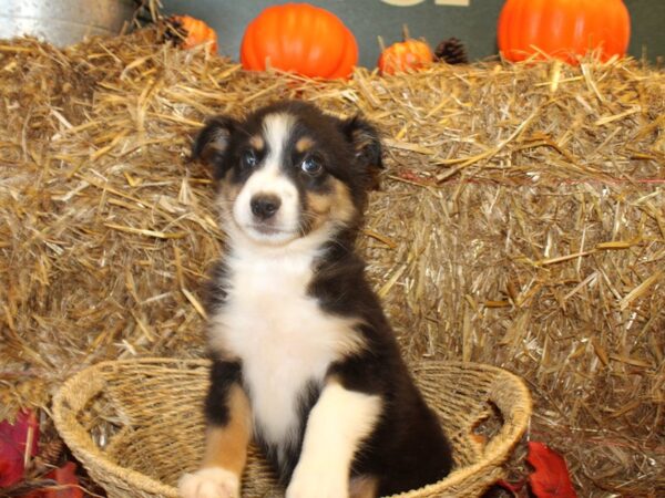 Australian Shepherd DOG Female Black and White 19096 Petland Rome, Georgia