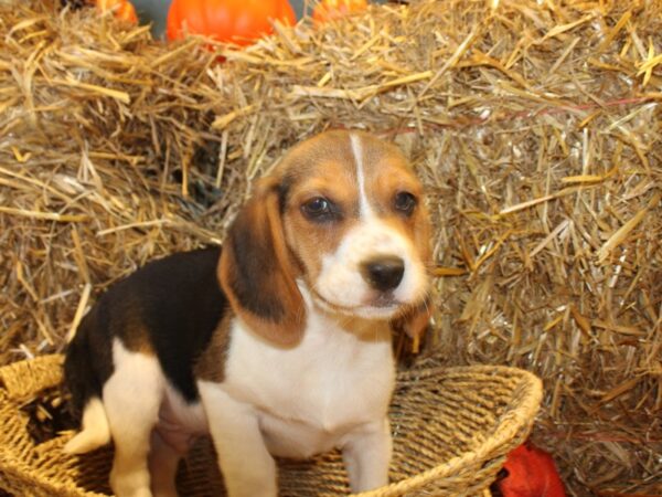 Beagle DOG Male Black Tan and White 19098 Petland Rome, Georgia