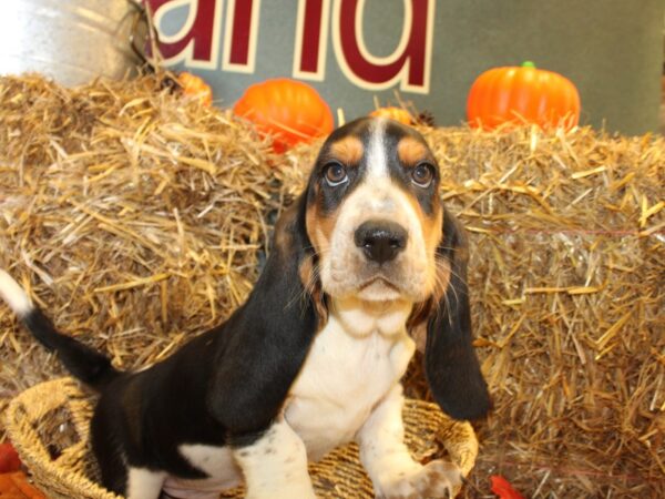 Basset Hound DOG Male Black White and Tan 19097 Petland Rome, Georgia